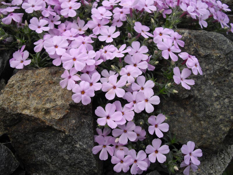 Phlox douglasii 'Eva' photo